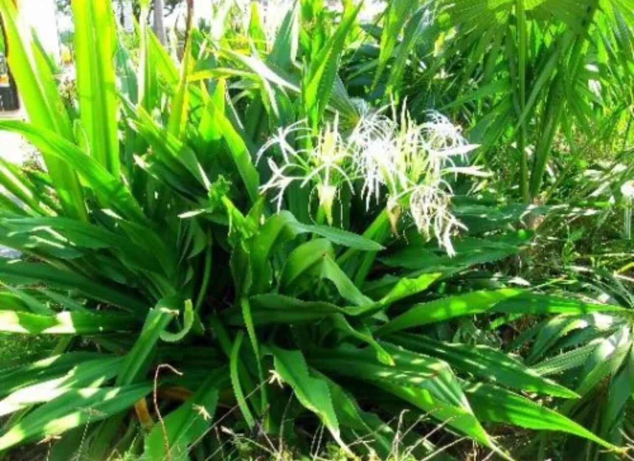 Crinum Lily, C. Asiaticum, Giant White Spider Lily (1) Rooted Starter Plants.