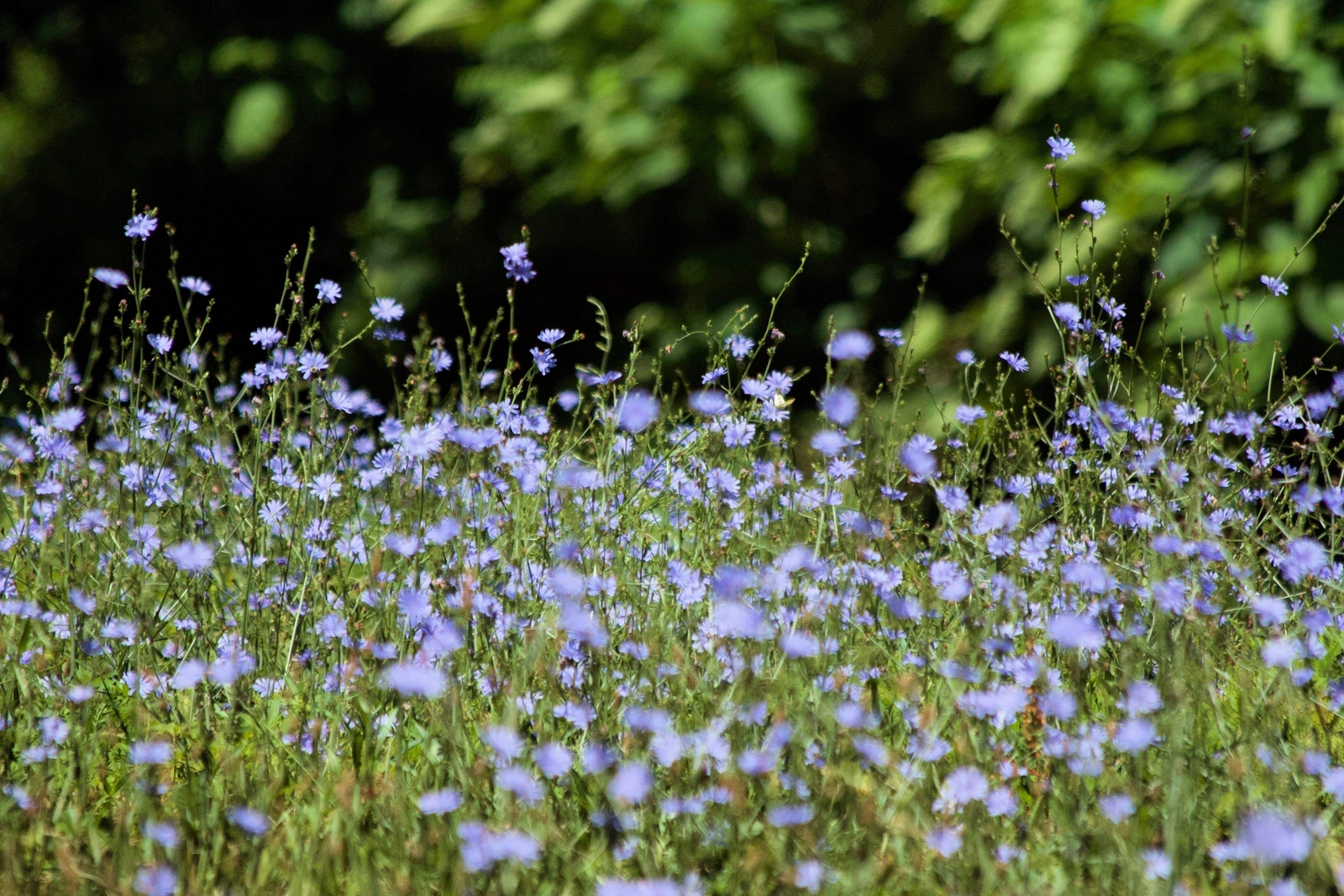 1000 CHICORY Blue Daisy Coffeeweed Succory Cicorium Intybus Flower Herb Seeds