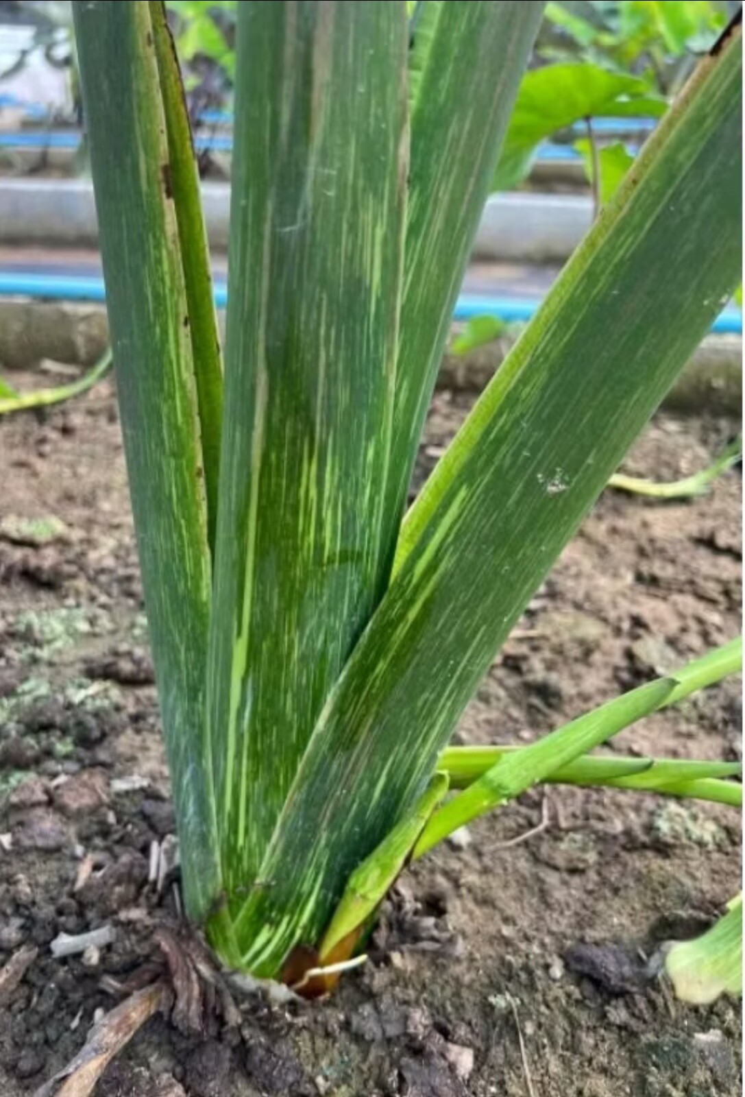 AUTHENTIC Colocasia Chicago Harlequin 1 bulbs