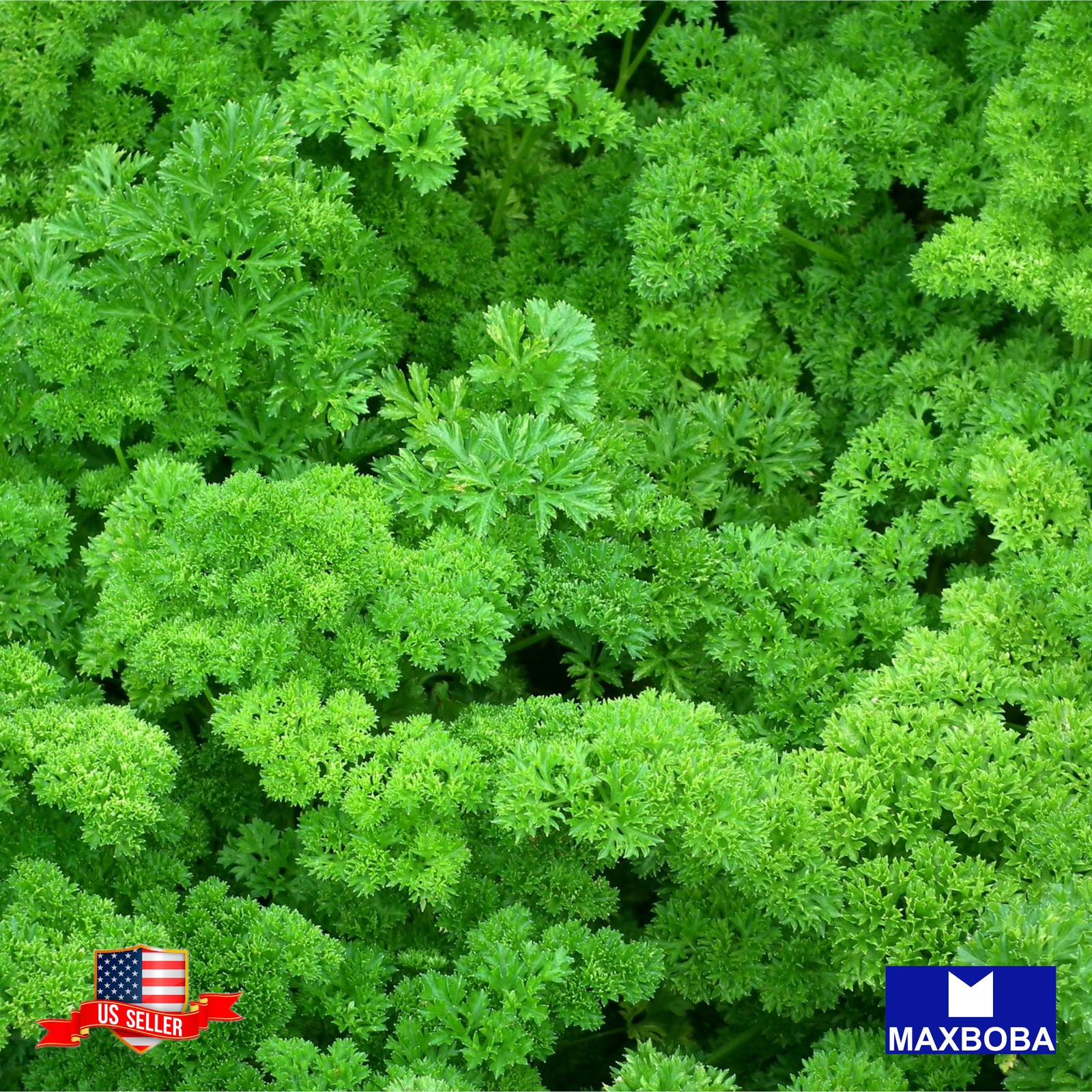 Premiun 44800 Fresh Curled Parsley Triple Moss Non-GMO Heirloom