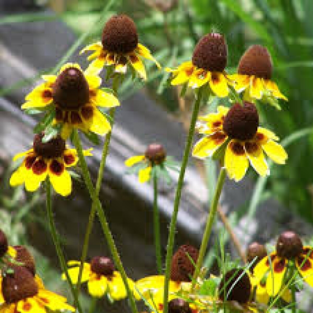 1001+CLASPING Yellow CONEFLOWER Seeds Native Wildflower Pollinators Cut Flowers