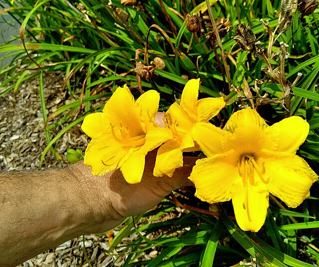 40 GOLDEN DEEP YELLOW STELLA DE ORO DAYLILY SEEDS-~Constant Re-Blooming Flowers!