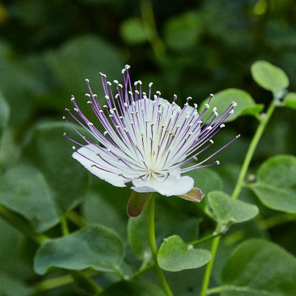 Capparis spinosa | Caper Bush | Flinders Rose | 100 Seeds