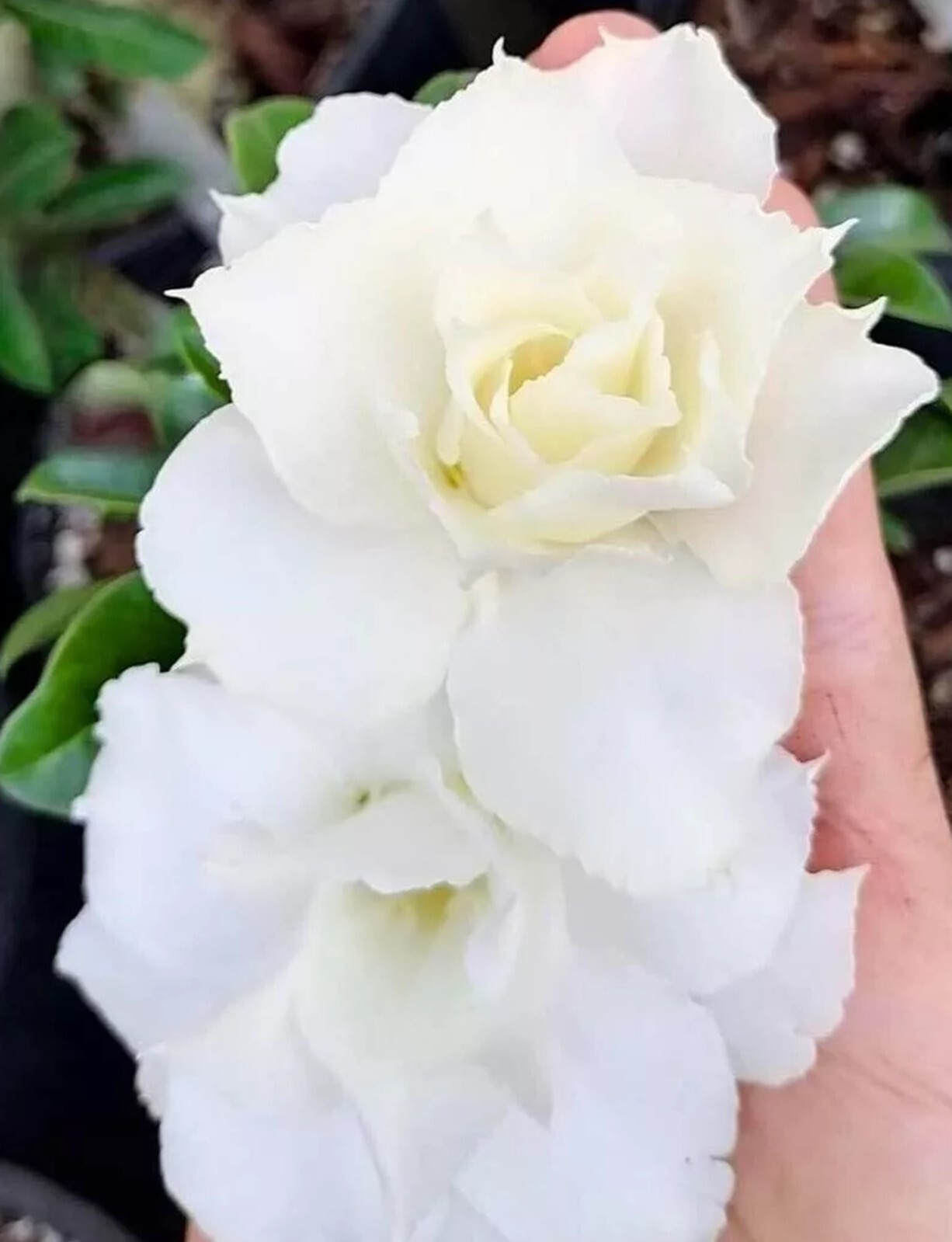 4 Seeds Adenium Obesum Desert Rose “Triple White” Flower Seeds Rare Exotic