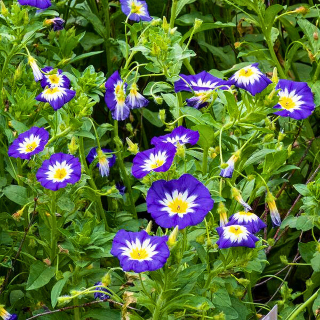 Fresh Morning Glory Seeds | Royal Ensign | Heirloom Non-GMO | Flower Seeds
