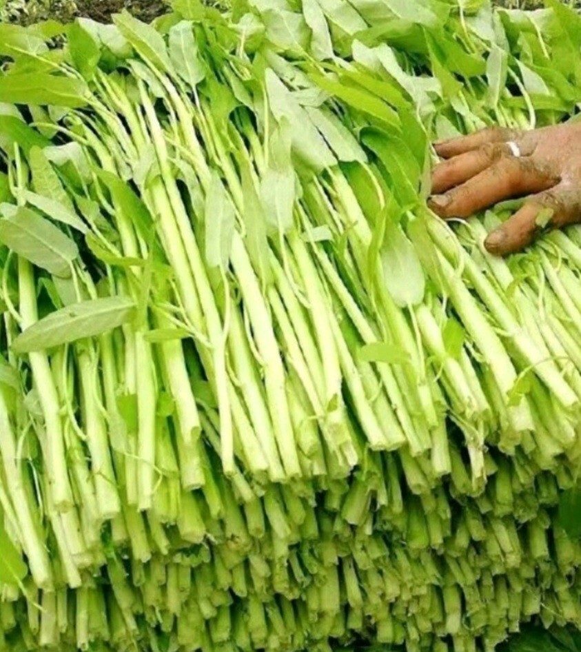 100+ Seed Water Spinach White for Yard & Garden – Non-GMO, Green Leaf Vegetable