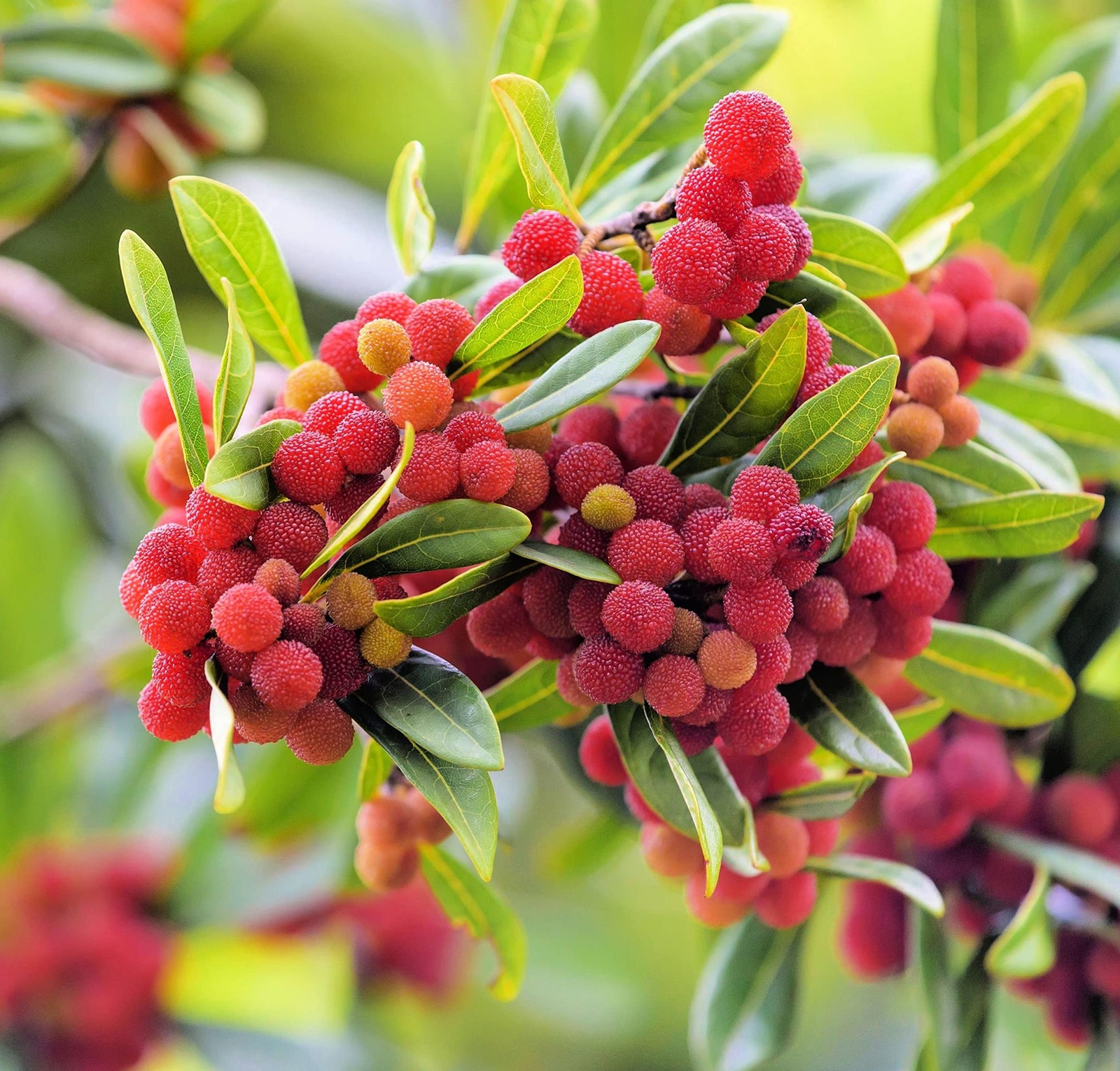 Yumberry Tree Seeds for Planting (10 Seeds) -Yang-mei Tree, Myrica rubra, Exotic
