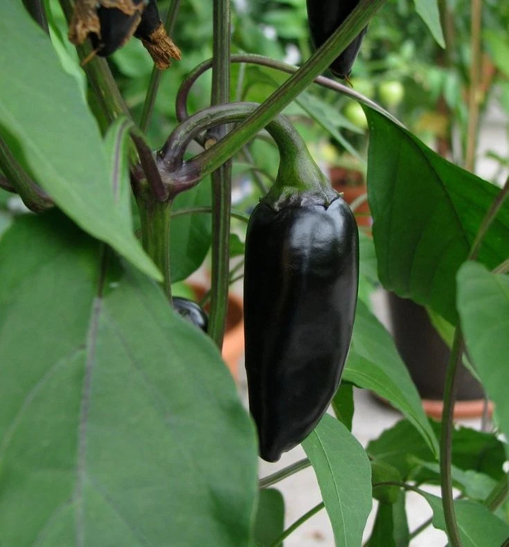 RARE✿ Heirloom Black Hungarian Hot Chili Pepper 15+ Seeds