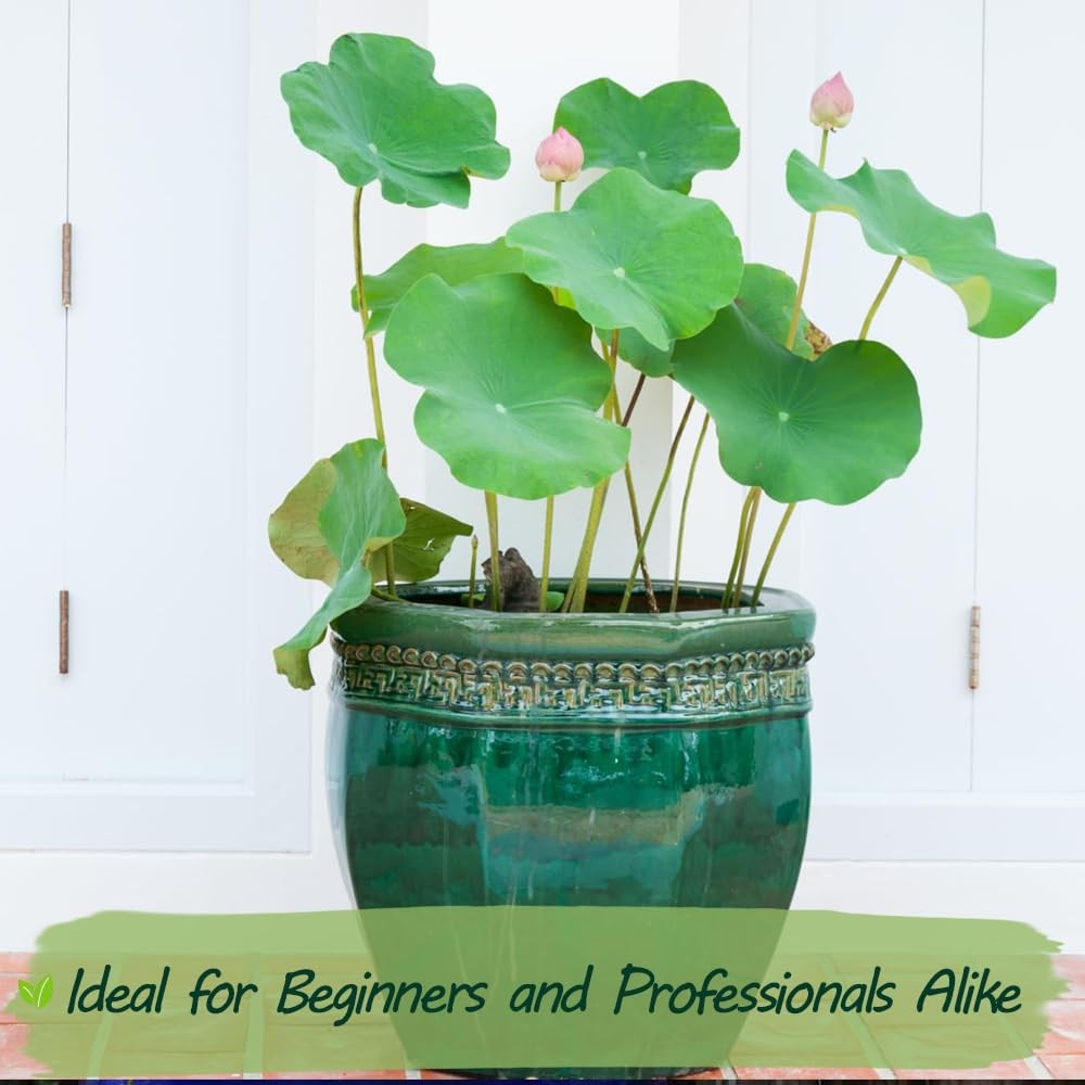 Rare Lotus Seeds for Planting – 15 Pre-Cut Bonsai Lotus Flower Seeds in Water…
