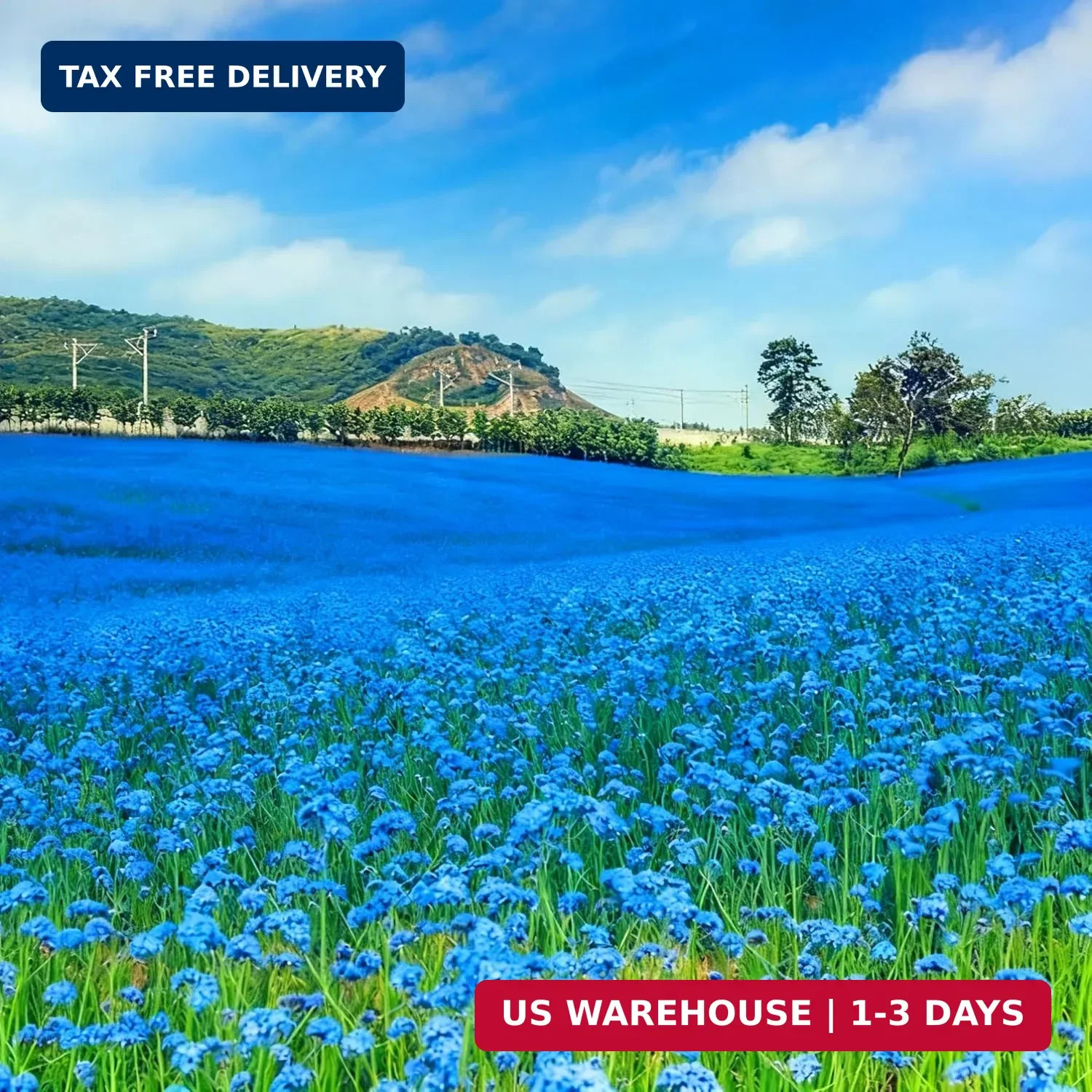 Blue Creeping Thyme Ground Cover Flower Seeds for Planting, 20000+pcs Perennial