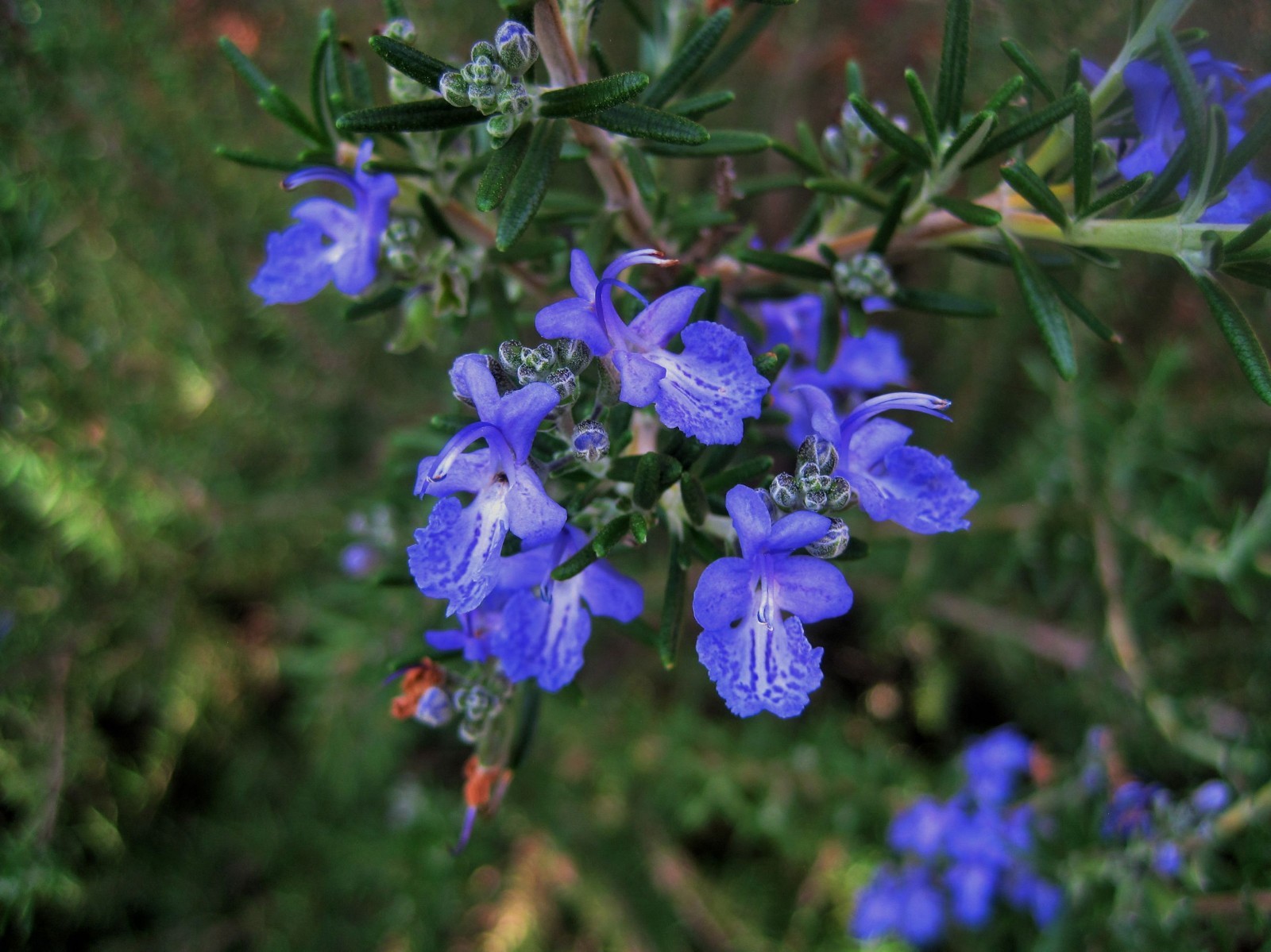 25 Seeds Rosemary Aromatic Herb Market or Home Gardening Potted Plant- Seed pack