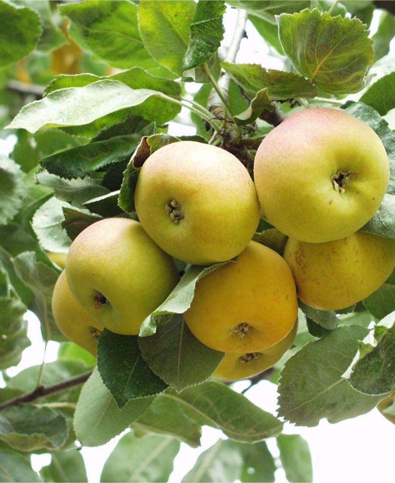 Sorbopyrus, ‘Shipova’ ancient pear hybrid 18-24” tall grafted dwarf plant