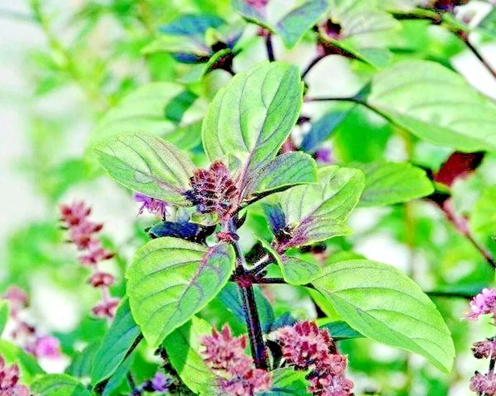 1200+ CINNAMON BASIL SEEDS – HERB – PERENNIAL – HEIRLOOM – INSECT BUG REPELLENT