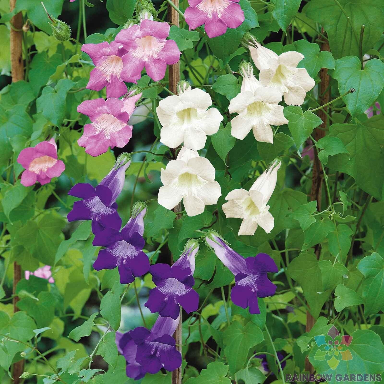 1000+ Climbing Mix Snapdragon Seeds for Garden Planting – USA – FREE SHIPPING!