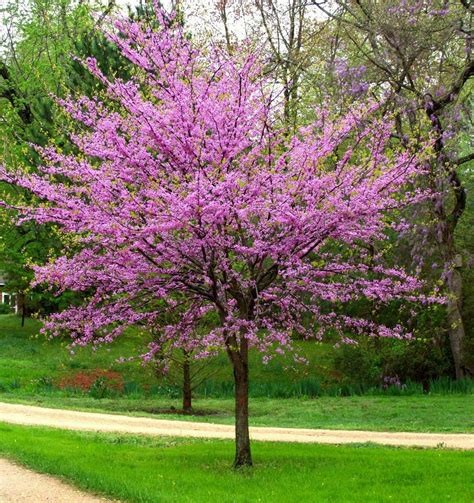 Eastern Redbud Tree Cercis Canadensis Seeds Free Shipping!