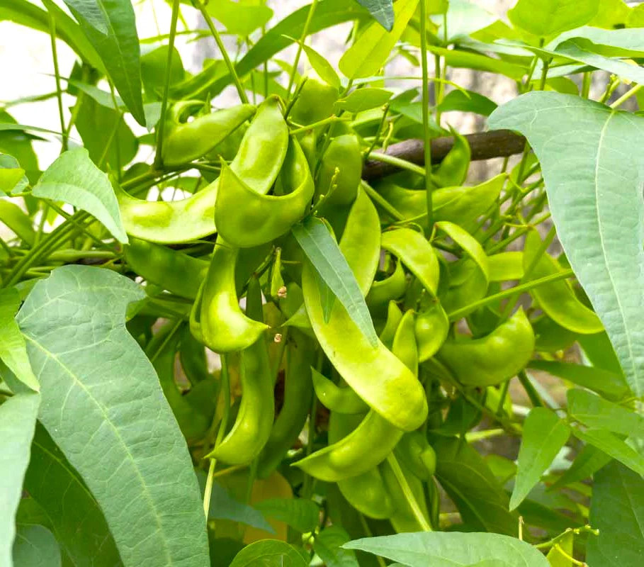 Christmas Pole Lima Bean Seeds | Heirloom Red Speckled Big Limas Beans Seed 2025