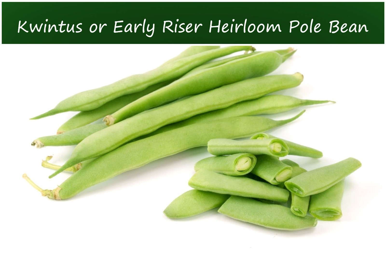 25 Heirloom Vegetable Seeds -Kwintus-Pole Bean-Romano Italian Style -Early Riser