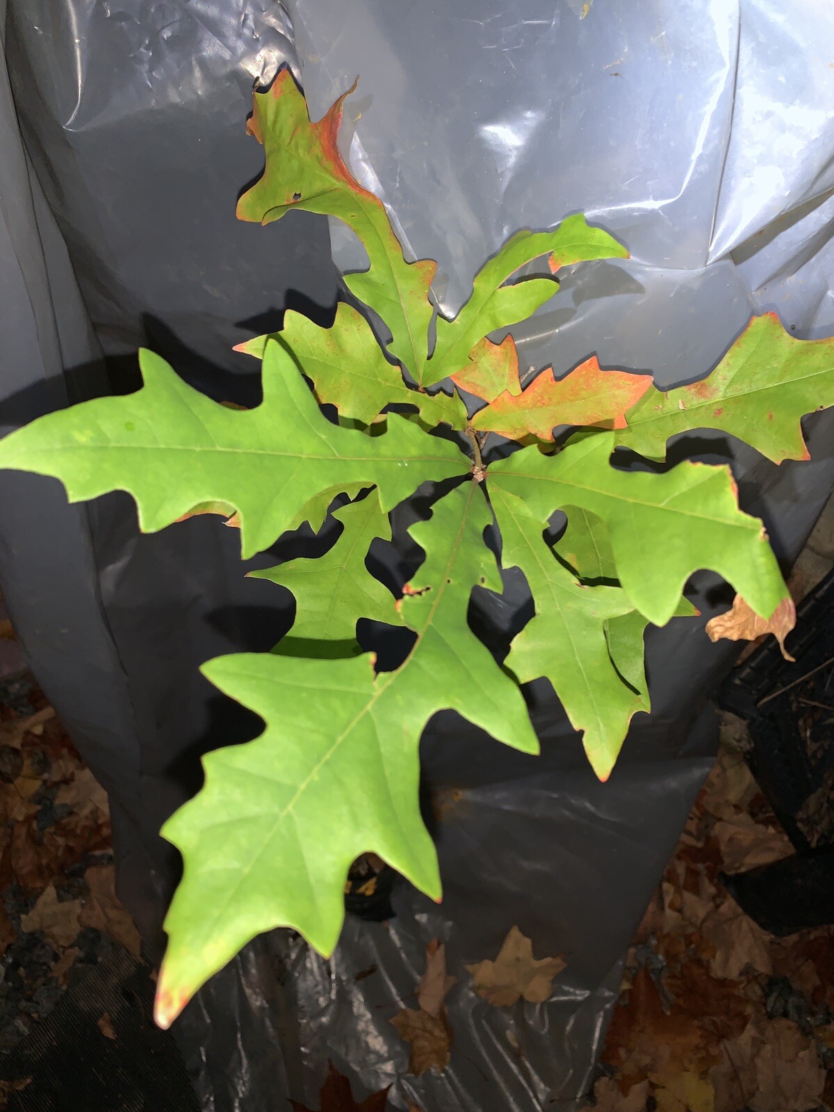 Exact plant #14 Overcup oak or Swamp Post oak (Quercus lyrata) bare root 3 Years