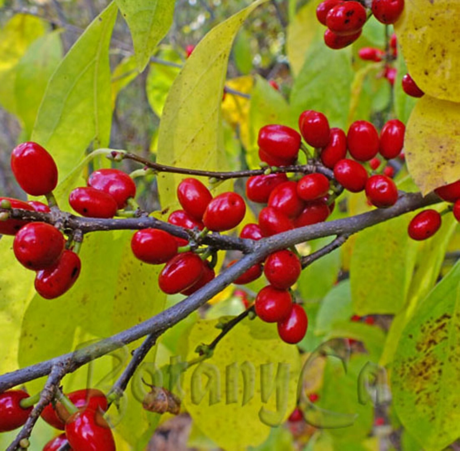 Northern Spicebush plant (Lindera Benzoin) 1-2 year old bare root 12 inches tall