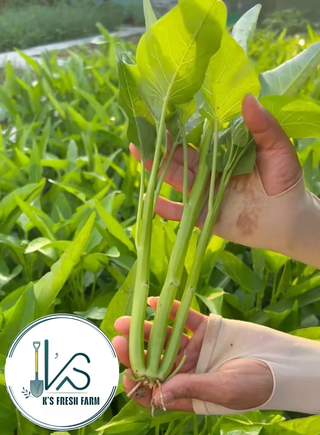 200+ pcs TRIPLE-STEM WATER SPINACH SEEDS, Ong Choy, Kangkong, RAU MUỐNG BA CHẠC