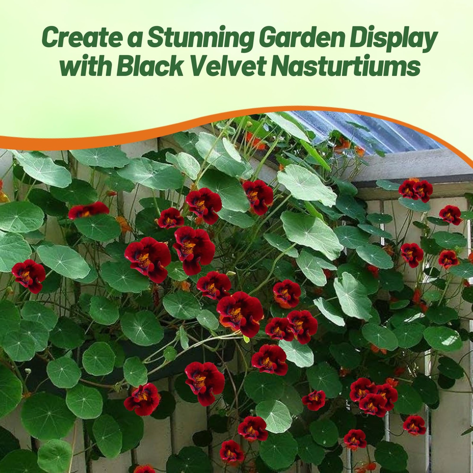Tom Thumb Black Velvet Nasturtium Seeds 200 Pcs for Vibrant Flower Gardens