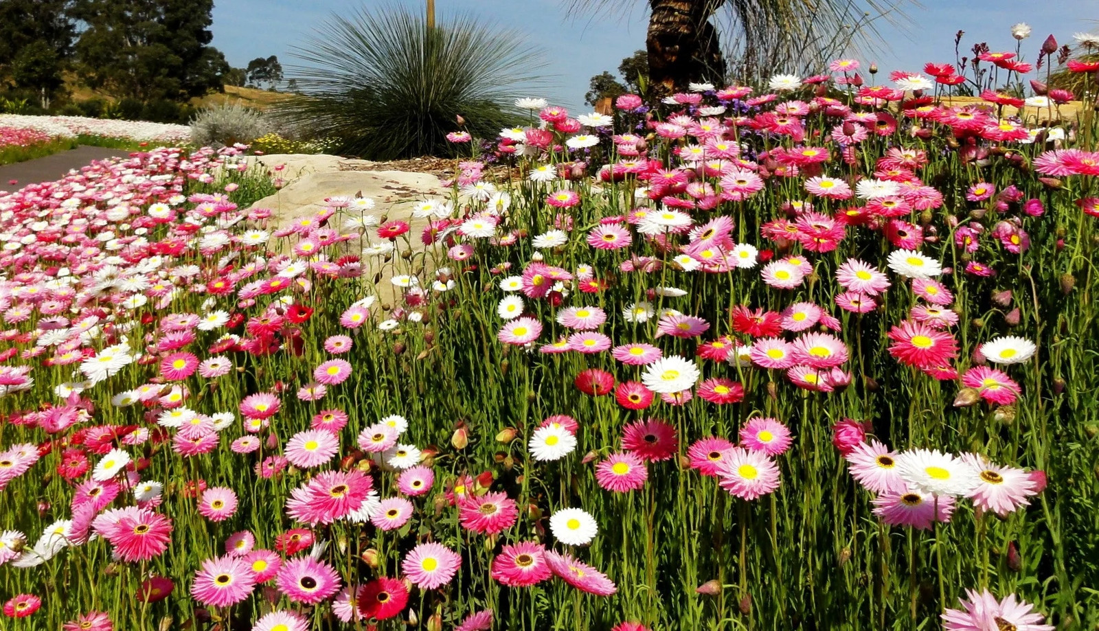 Giant Flowered Mix Paper Daisy Seeds – For 2025 Planting Mixed Colors Sunray