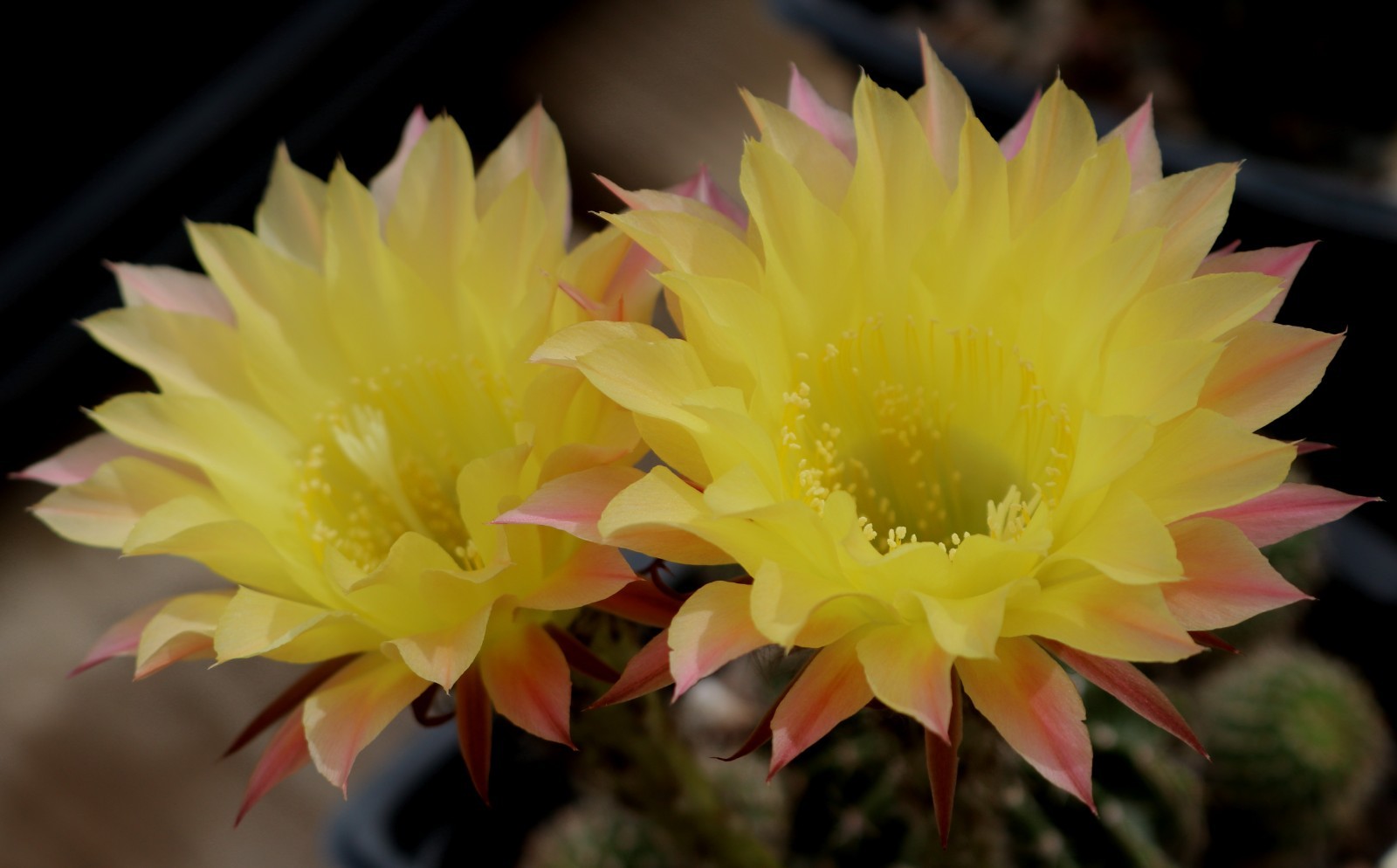 Echinopsis hybrid ‘Sunny Daze’