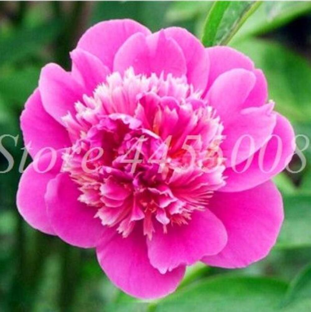 20 PEONIES FLOWER SEEDS rare exotic blossom bloom plant garden germination B