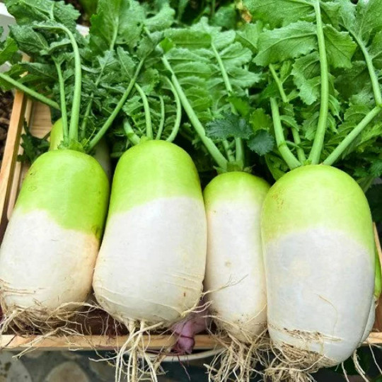50+ Korean Autumn Hybrid Daikon Radish seeds; Excellent For Kim Chi
