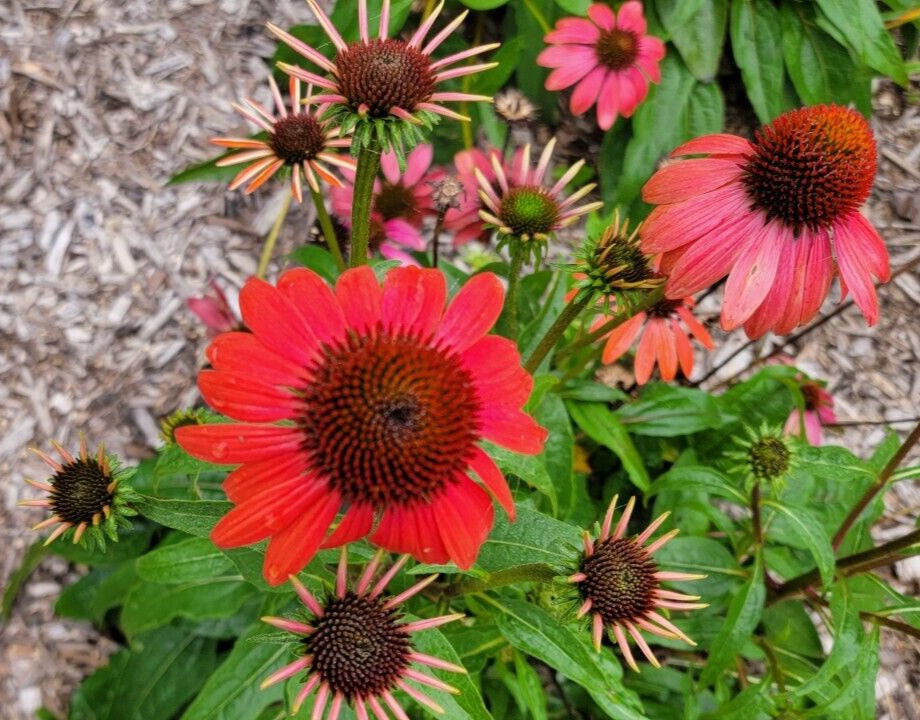 100 SEEDS CHEYENNE SPIRIT CONEFLOWER Echinacea in Orange Red Yellow Purple Pink