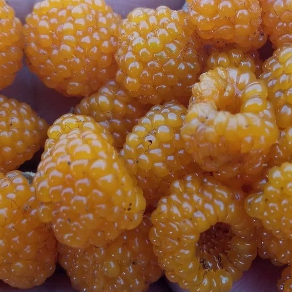 Rubus ellipticus | Ainselu | Golden & Himalayan Raspberry | 50_Seeds
