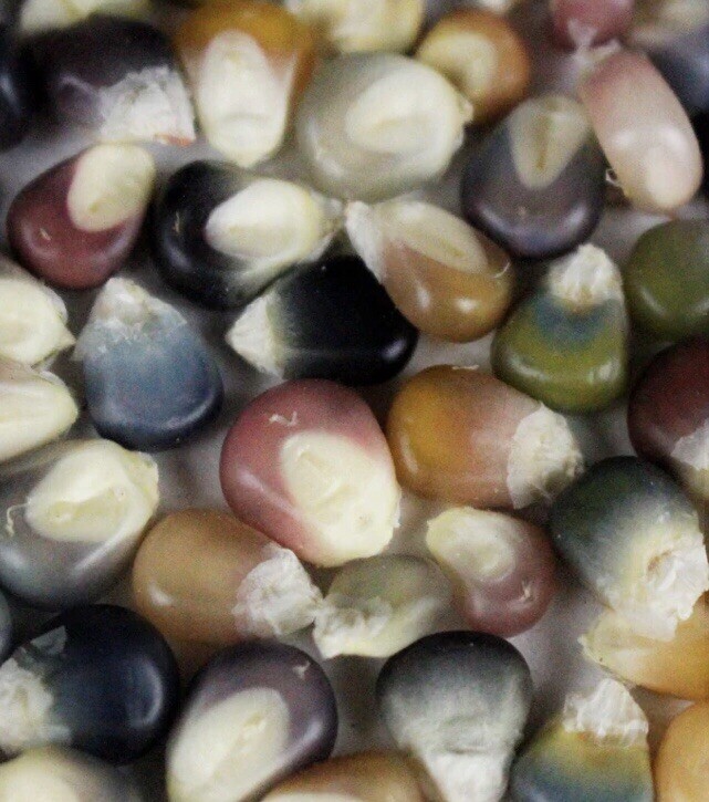 Glass Gem Corn Seeds