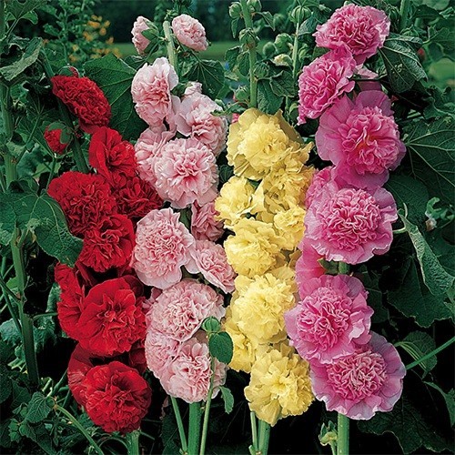 Summer Carnival Hollyhock Seeds – Mixed Colors | Tall Heirloom Alcea | Perennial