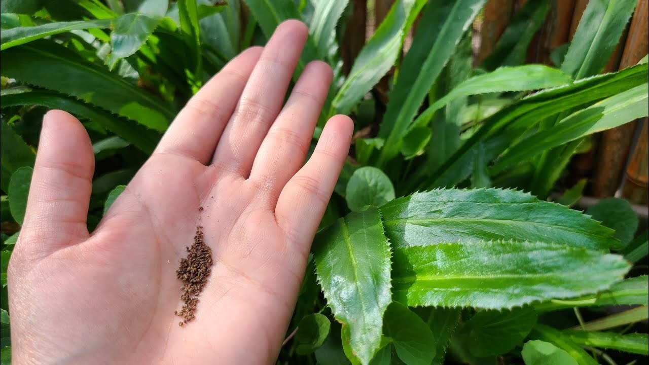 200++ CULANTRO SEEDS Mexican Coriander DE ALCAPATE CILANTRO ANCHO CULANTRO RECAO