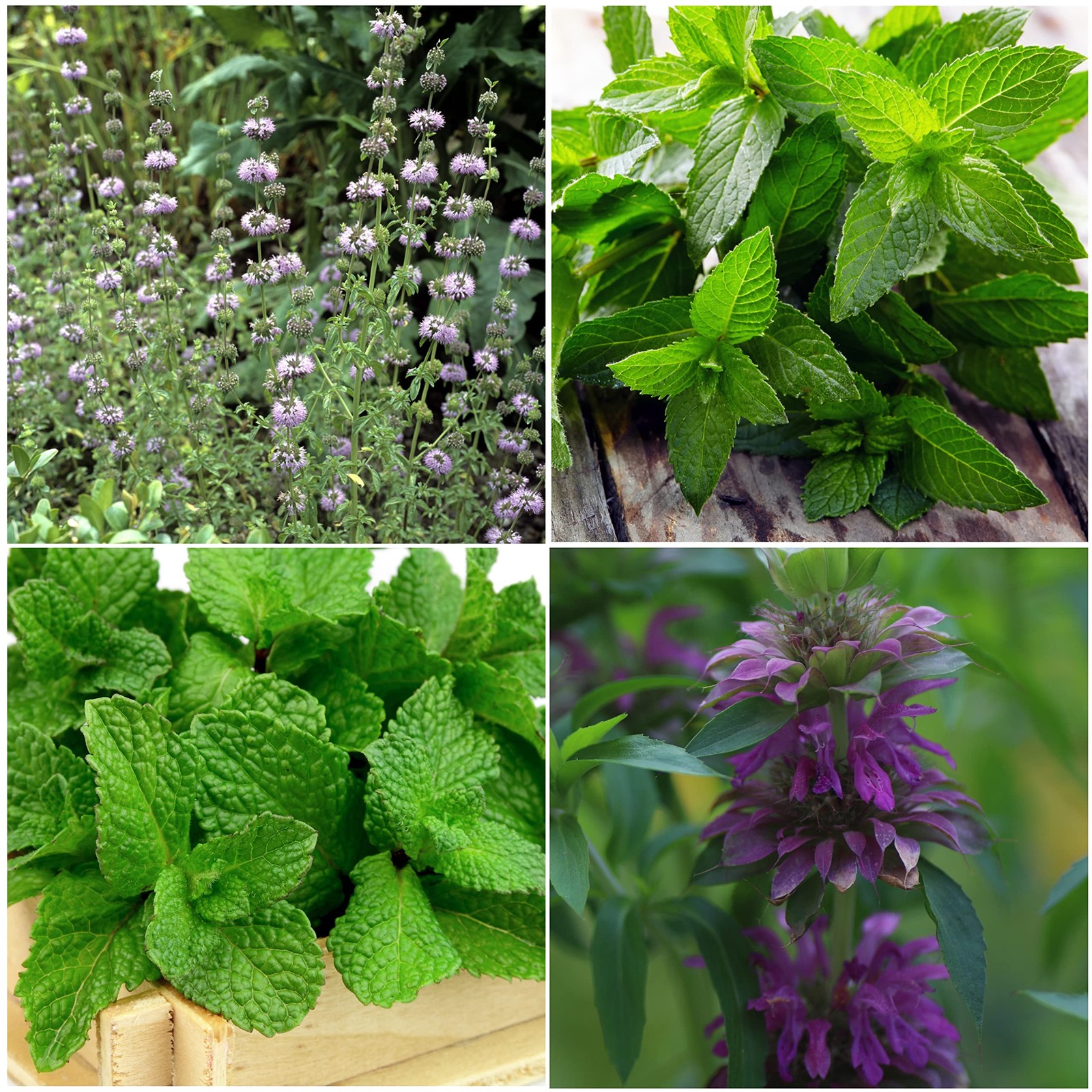 Mint Seeds for Planting Spearmint, Peppermint, Lemon Mint & Pennyroyal NonGM…