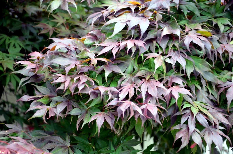 “Oregon Sunset” Maple Tree Seeds Acer Semi – Dwarf Hardy – Zone 5 Red Orange