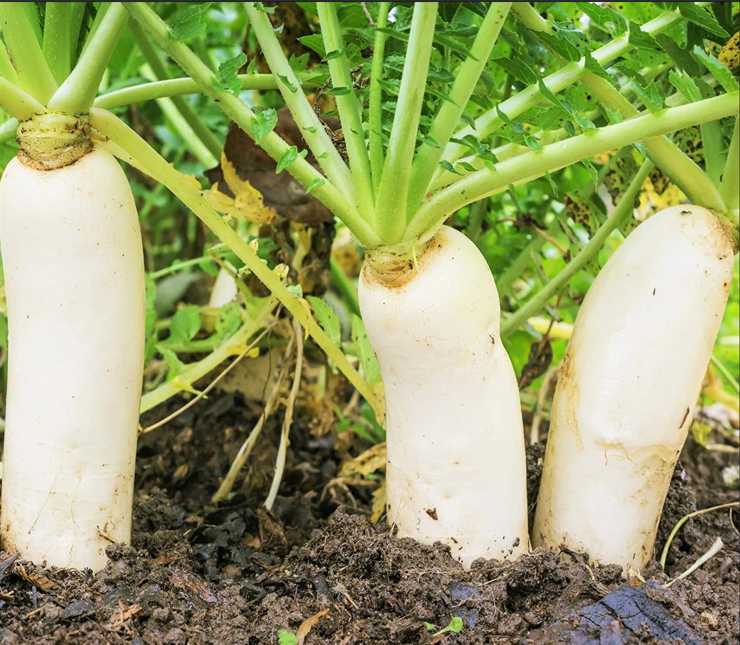 DAIKON RADISH SEEDS JAPANESE white RADISH garden VEGETABLE FREE SHIPPING