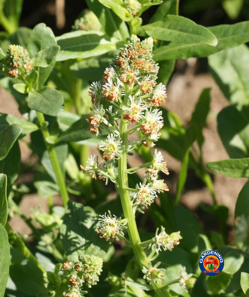 1oz Sweet White Mignonette Reseda odorata FRAGRANT Flower Seeds ( 25,000 Seeds)