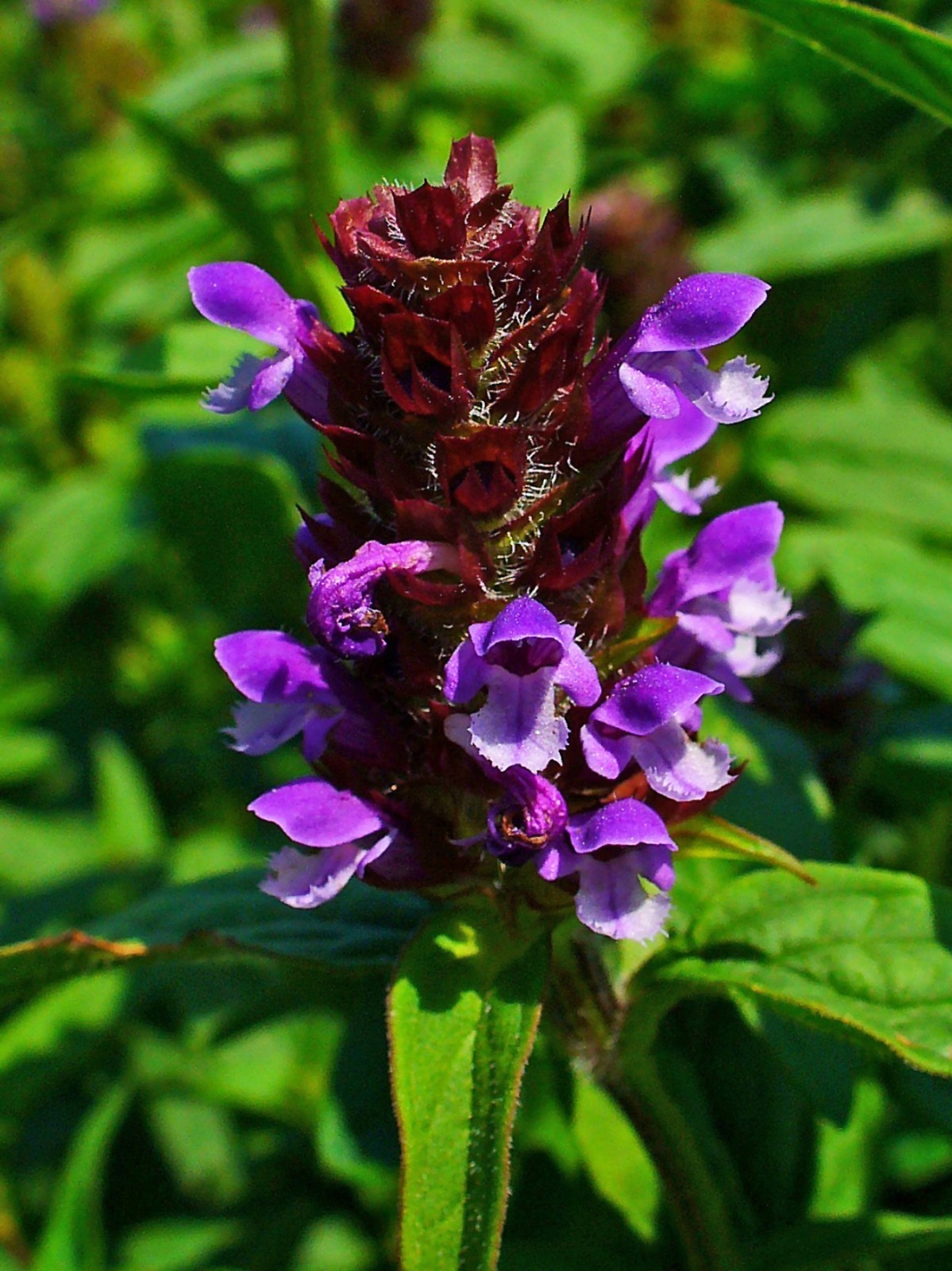 1000 Allheal Seeds – Prunella vulgaris – Medicinal Herb – Heal All