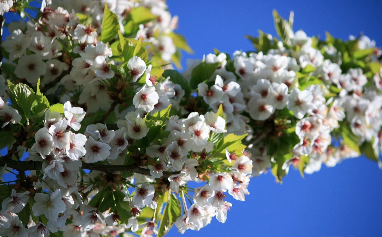 Sweet Cherry, (Mazzard Cherry), Prunus avium, Tree Seeds (Showy, Edible, Fast)