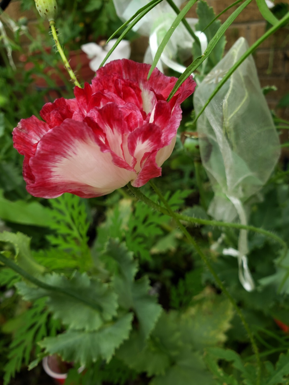 Mixed Poppy Seeds Several Varieties 100-200 Count *Free Shipping*