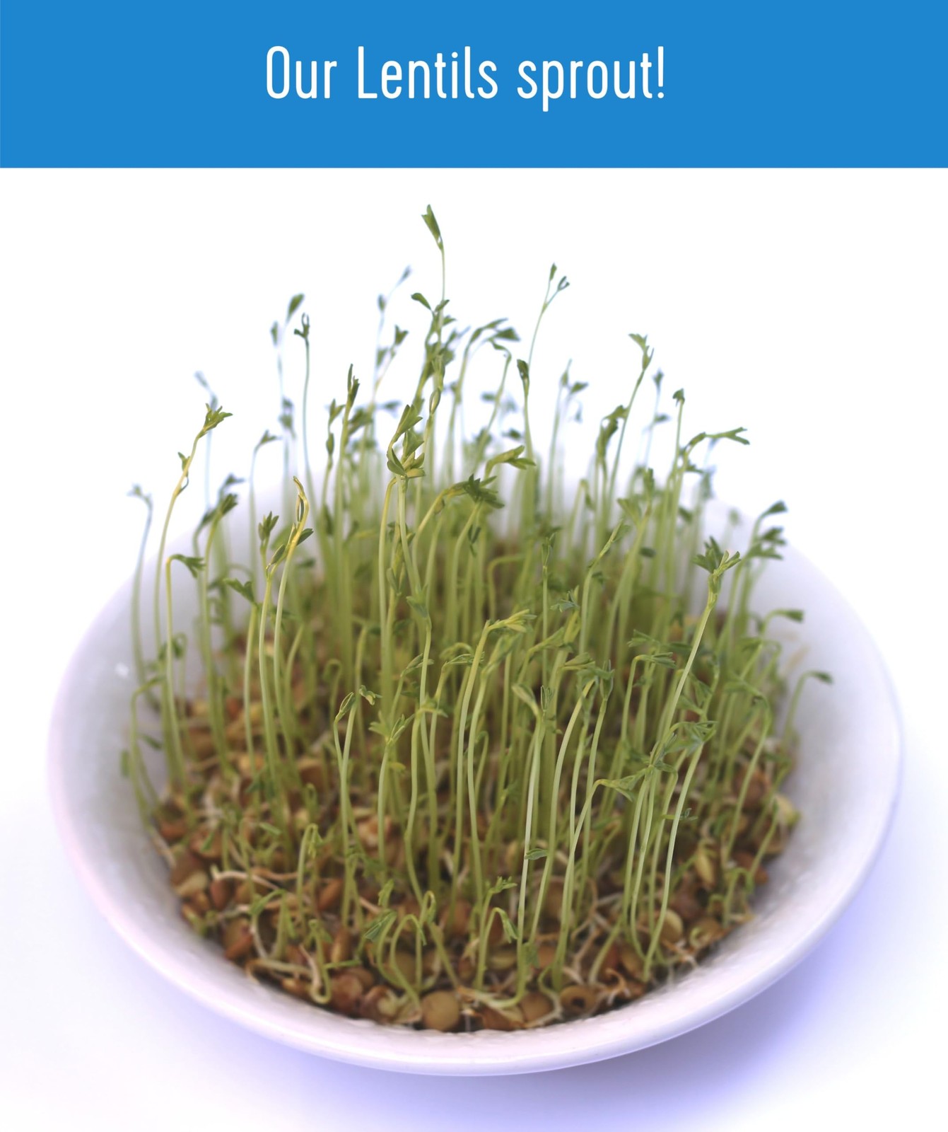Certified Glyphosate Residue Free Brown Lentils | 25 LBS | Bulk | Desiccant …
