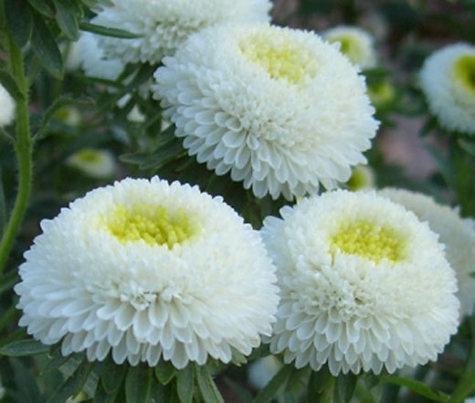 ASTER POMPON WHITE Callistephus Chinensis – 200 Bulk Seeds