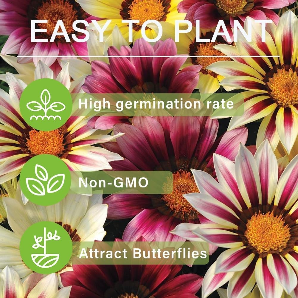 Gazania Splendens Ground Cover Seeds – 100 Count for Colorful Outdoor Displays