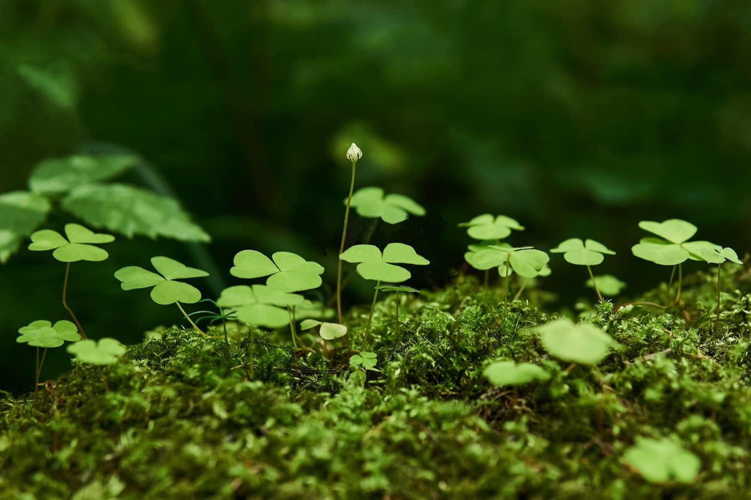 10000+ White Irish Moss Seeds for Planting, Non-Gmo Moss Ground Cover Plant Cree