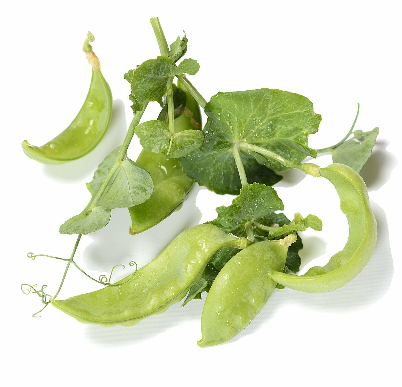 Organic Oregon Giant Snow Pea Seeds – Pisum sativum