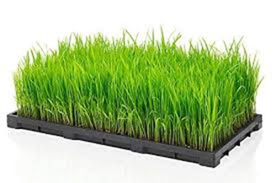 Cat Grass Seeds choose Rye, Oat or Blend seeds Quick Growth FAST Free Shipping