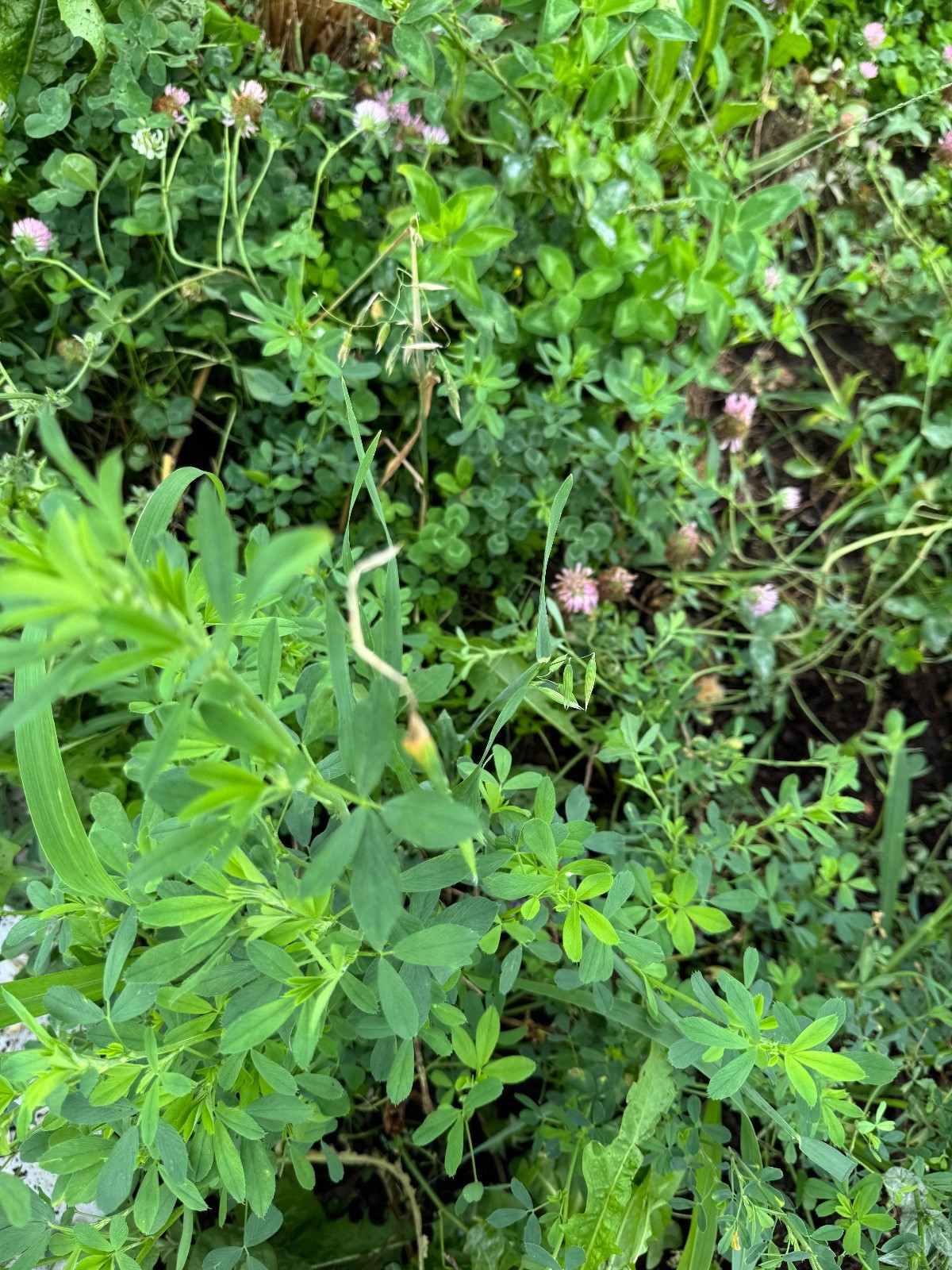 Food Plot Seed Mix Alfalfa, Clover, Chicory Deer/Turkey – Spring/Fall 1 Acre