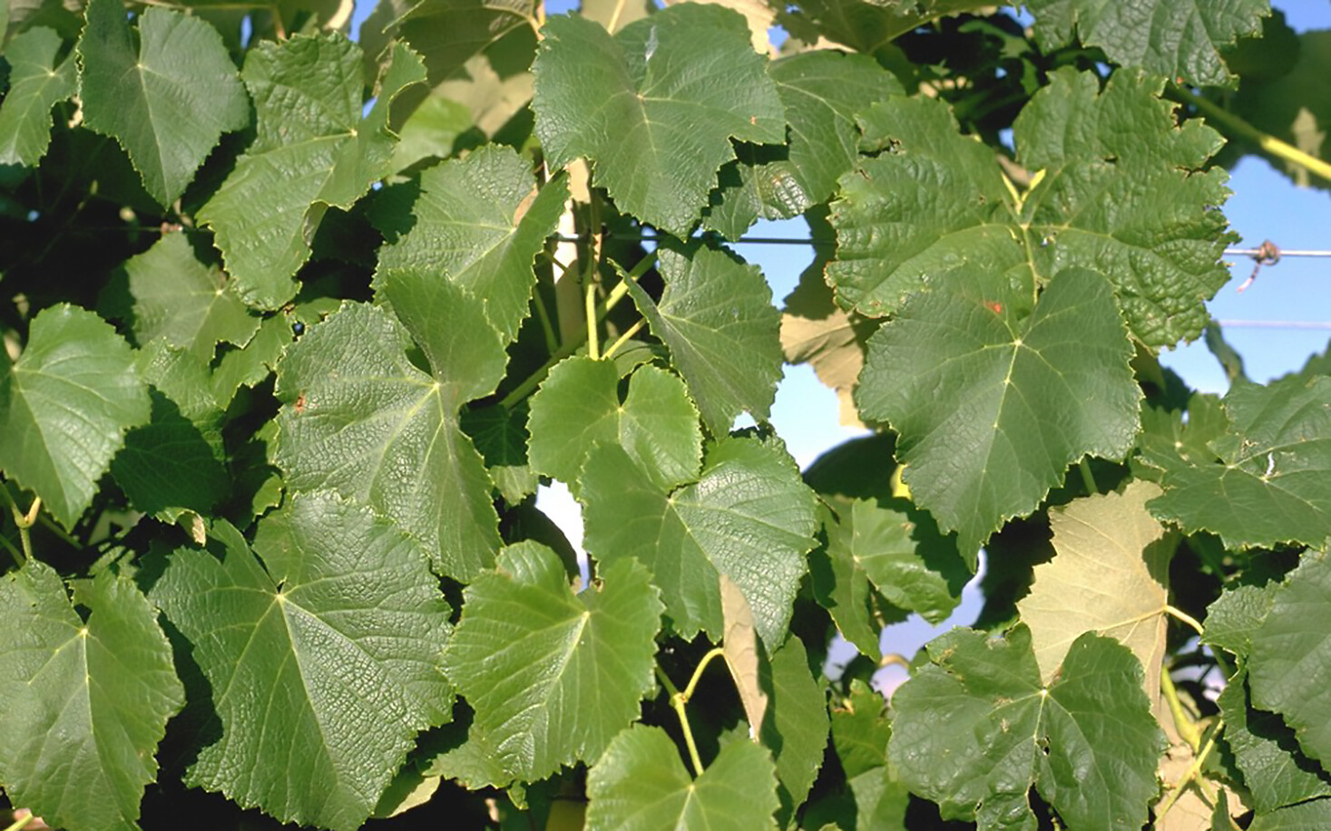 Wine Grape, Vitis vinifera, Vine Seeds