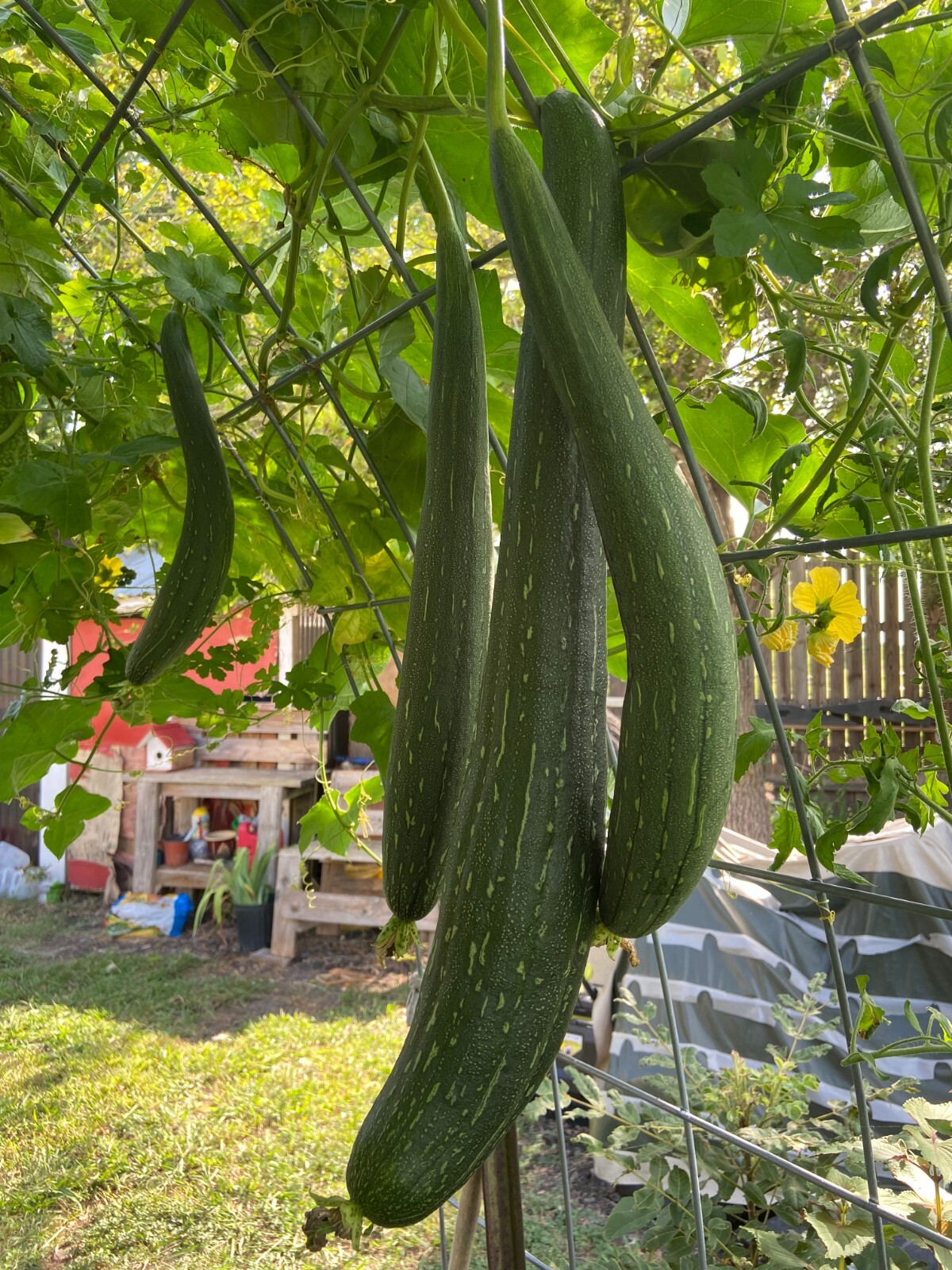 LUFFA GOURD – 15 Fresh Seeds – FREE Shipping
